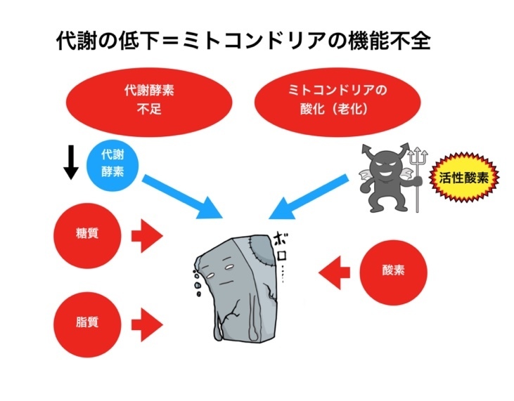 ミトコンドリアの機能低下=代謝の低下
