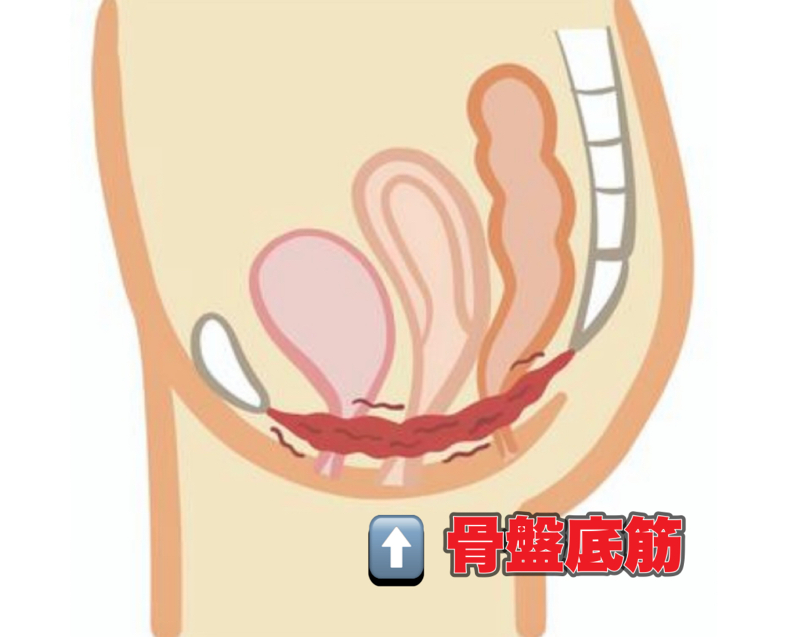 骨盤底筋の機能低下