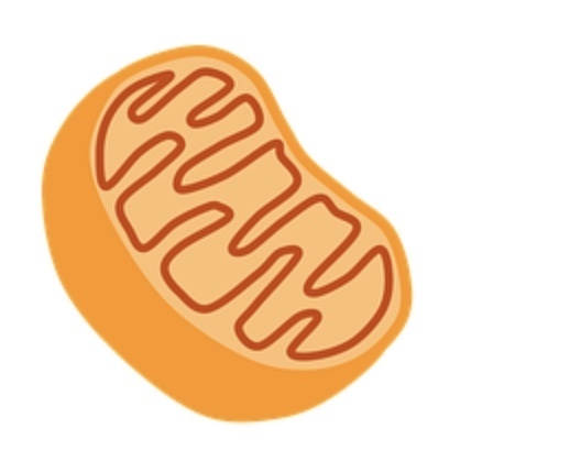 ミトコンドリア