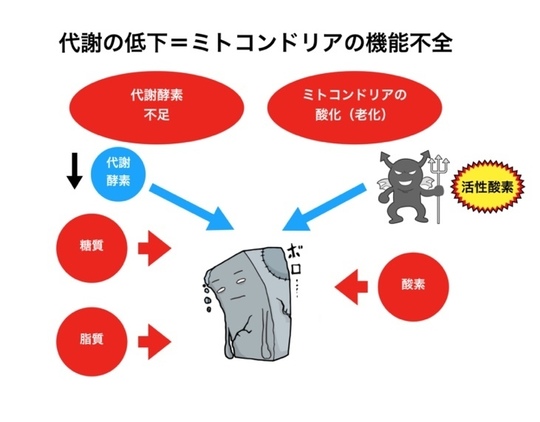 ミトコンドリアの機能低下=代謝の低下