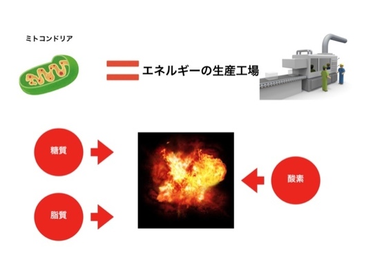 ミトコンドリアの働き